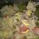 El cooksnap de Daniela Palacio cuando hizo Arroz primavera.