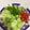 Sami Saqib's cooksnap of when they made Simple salad.