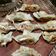 Cooksnap dari Ghariza Setyawan Priyanto untuk resep Homemade Gyoza