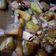 Cooksnap dari Hasrinita_NL untuk resep Oseng cumi asin