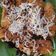 Cooksnap dari Uchi Lestari untuk resep Pisang Goreng Crispy