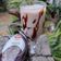 Beena Radia's cooksnap of when they made ચીકુ ચોકલેટ મિલ્કશેક (Chickoo Chocolate Milkshake Recipe In Gujarati).