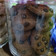 Cooksnap dari Qty Pebriani untuk resep Chocochip Cookies Milo Renyah Pt.2 / Kue Kering Lebaran / Kue Ke