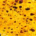 Juhi Prakash Sewani 's cooksnap of when they made Leftover Dal Paratha.