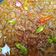 Cooksnap dari Sekar Lustyoningrum untuk resep Oseng mercon jogya (daging dan tetelan)