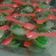 Cooksnap dari Chechan Melba untuk resep Puding pandan fla santan praktis (nutrijel)