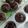 Cooksnap dari Dhya untuk resep Muffin Pisang Coklat