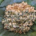 Cooksnap dari Indah Mei untuk resep Megono kacang khas pekalongan