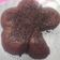 Cooksnap dari Camayy untuk resep Brownies kukus simple no mixer