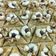 صورة من Gateaux Rayen ، شاركها بعد تجربة وصفة بقلاوة تركية