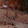 Cooksnap dari miella untuk resep Brownies Kukus