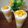 Cooksnap dari ❤️Bunda Lia❤️ untuk resep King Mango Thai ala bunbun Shinta