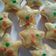 Cooksnap dari Titin Kurniasih untuk resep Muffin Pisang Kepok Kukus