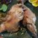 Cooksnap dari Chanchal Kaur untuk resep Ayam Pop Khas Minang