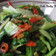 Cooksnap dari Tri Umiatik untuk resep Tumis Sayur Pakcoy