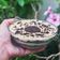 Cooksnap dari nadishes untuk resep Oreo Cream Cheese