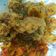 Cooksnap dari wulanandri untuk resep Cumi Krispi sambal nanas low kolesterol