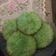 Cooksnap dari Ning Tiyas untuk resep Cucur Pandan
