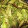 Cooksnap dari zheeah untuk resep Tumis Genjer Pedas