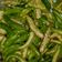 Sashi का कुकस्नैप जब उन्होंने मिर्ची का अचार (mirchi ka achar recipe in Hindi) बनाया था।