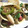 El cooksnap de Marieta cuando hizo Fajitas light.