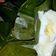 Cooksnap dari Ny Arnas untuk resep Nagasari pisang