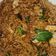 Cooksnap Alia Ali semasa beliau membuat Maggi Goreng.