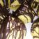 El cooksnap de Kary Pereyra cuando hizo Profiteroles o masa para bombas.