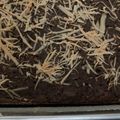 Cooksnap dari Ayhannaw untuk resep Brownies panggang ala erlina lim