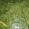 Cooksnap dari Debby untuk resep Daun ubi (daun singkong) tumbuk