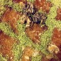صورة من Um_A.malik، شاركها بعد تجربة وصفة بسبوسة هشة وسريعة😍