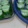 Cooksnap dari Fernandarka untuk resep Puding Lumut bulat
