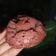 Cooksnap dari Maryam Bonali untuk resep Bikang mawar anti gagal🥰tahan lembut seharian