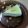 El cooksnap de mbap1980 cuando hizo Tarta de mousse de limón tradicional.