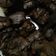 Cooksnap dari Lucia Maylani untuk resep Brownies Panggang