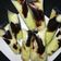 Cooksnap dari Jenny Ekarlina untuk resep Es lilin alpukat