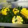 Cooksnap dari Fya Inie untuk resep Sayur bening daun kelor