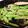 robo424's cooksnap of when they made Garlic Snow Peas With Lemon Zest and Parmesan.