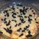 Cooksnap dari Siti Hadrayanti Ananda untuk resep Puding Roti Keju Kismis