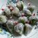 รูป Cooksnap ของ Yosvitaya Phacharoen เมื่อเขาทำ แหนมเห็ดนางฟ้าออแกนิก(กระท่อมเห็ดฟางข้าว.ของเจ้าของสูตรเองค่ะ