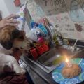 El cooksnap de Anto3s_122f4m1ly cuando hizo Torta para perros🐶🎂.