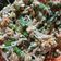 Cooksnap dari neo supresti untuk resep Urap/krawu tauge