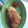 Cooksnap dari cok ita untuk resep Omelet Mi Telor