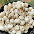 Beena Radia's cooksnap of when they made મસાલા મખાના (Masala Makhana Recipe In Gujarati).