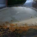 El cooksnap de Francia Elvira Disla cuando hizo Tarta de queso y cítricos.
