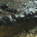 Cooksnap dari Pelita Hayati Ummu Hasan untuk resep Brownies kukus nyoklaatt
