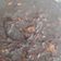 Cooksnap από Δωρα στη συνταγή Brownies με μπανάνα και κακάο ❤️