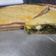 El cooksnap de Andrea cuando hizo Torta de fiambre/ tarta de fiambre económica, masa hojaldre falso.