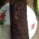 Cooksnap dari septi hamidah untuk resep Fudgy brownis shiny crust/resep brownis panggang ekonomis