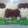 Cooksnap dari kayyisa's mom untuk resep Pandan Cake